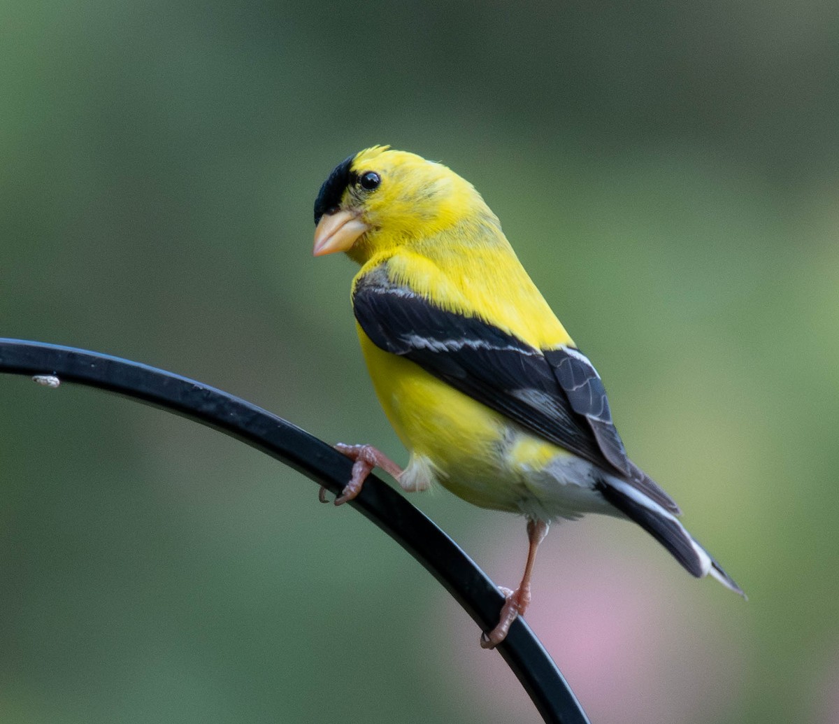 American Goldfinch - ML639623858