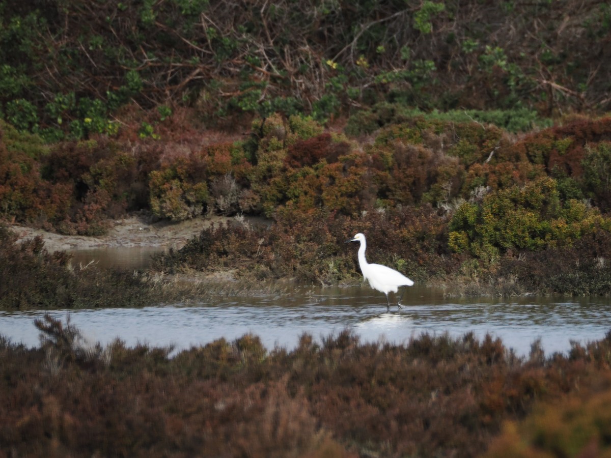 Little Egret - ML639623957