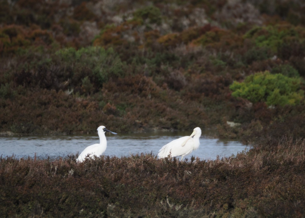 Yellow-billed Spoonbill - ML639623985
