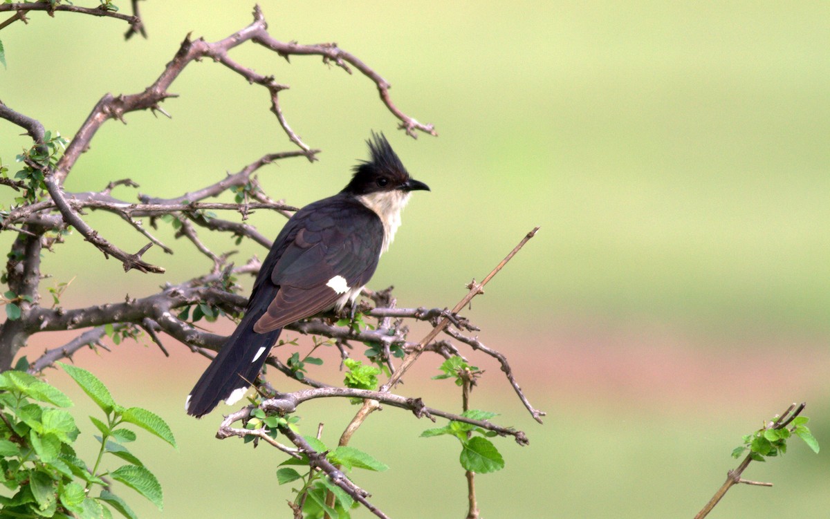 Pied Cuckoo - ML639624065