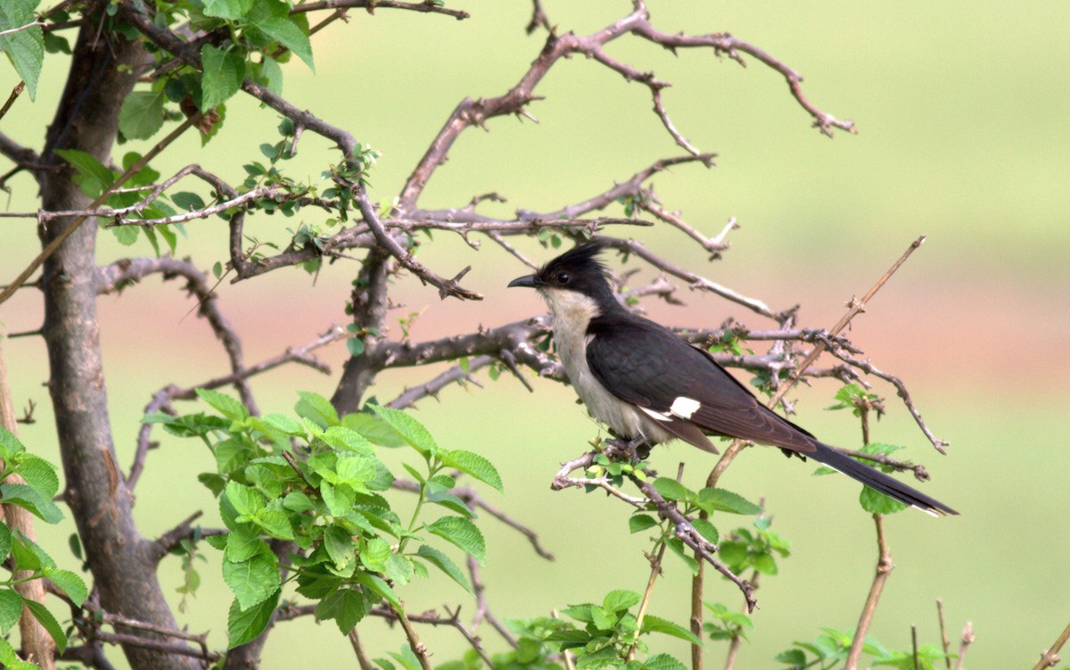 Pied Cuckoo - ML639624066