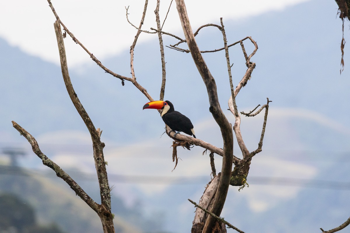 Toco Toucan - ML639624089