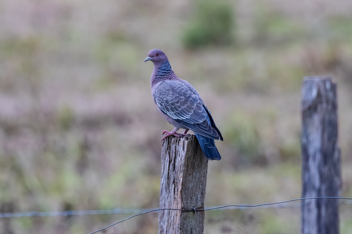 Picazuro Pigeon - ML639624098
