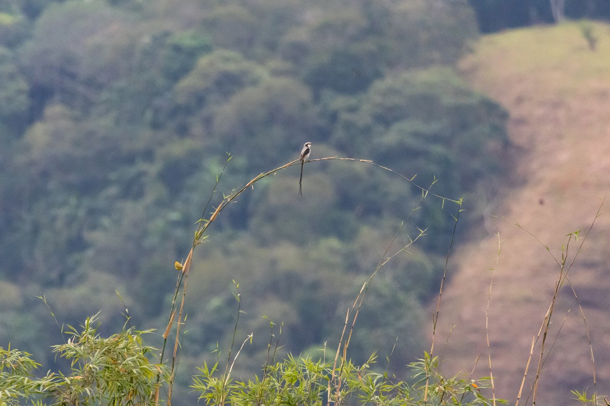 Streamer-tailed Tyrant - ML639624099