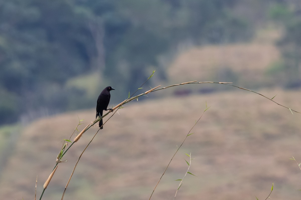 Giant Cowbird - ML639624102