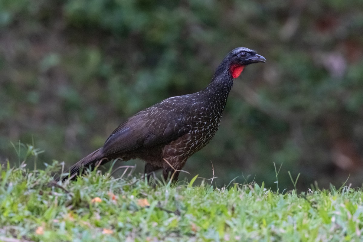 Dusky-legged Guan - ML639624110