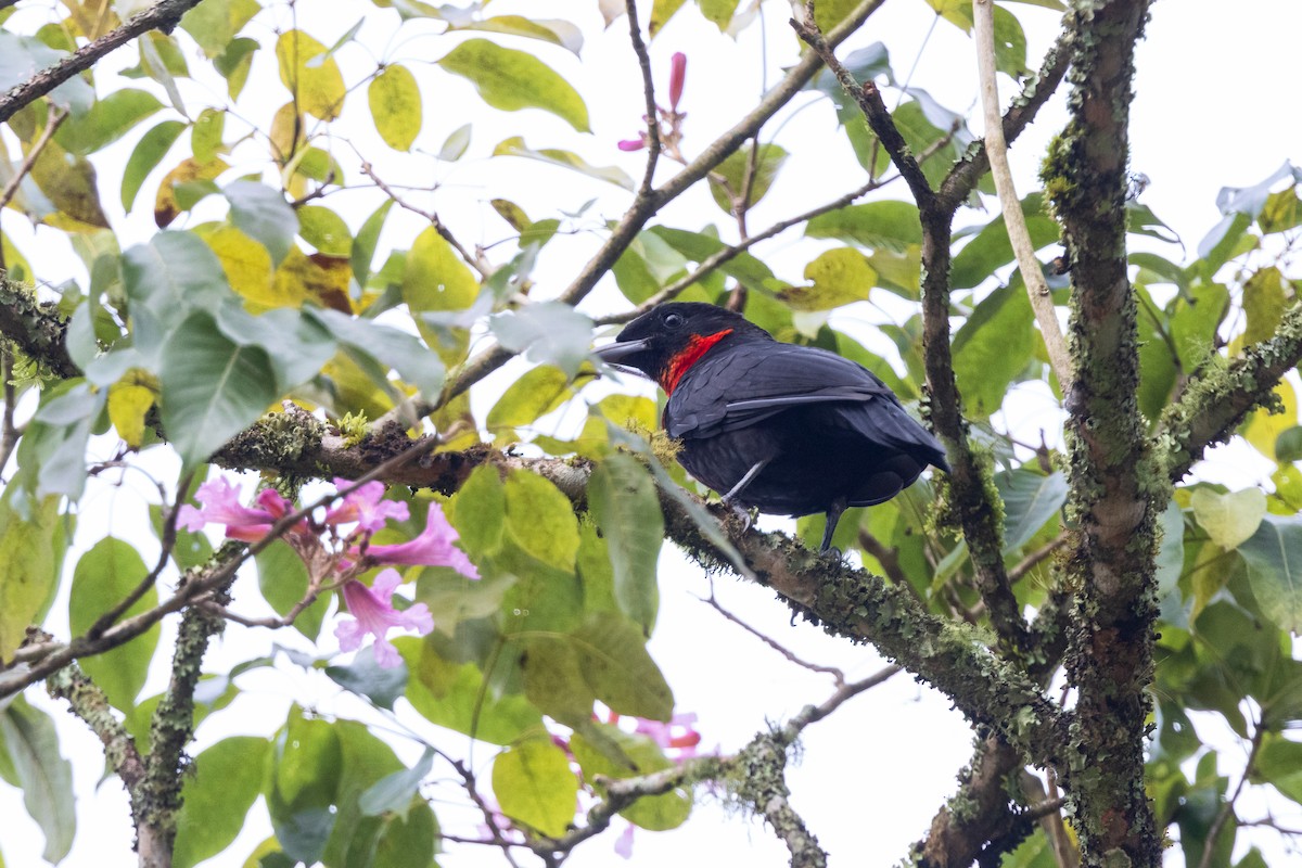 Red-ruffed Fruitcrow - ML639624126