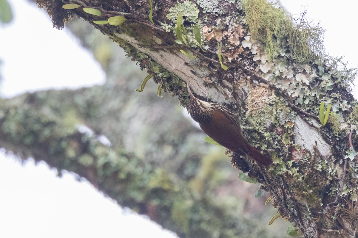 Scalloped Woodcreeper - ML639624131