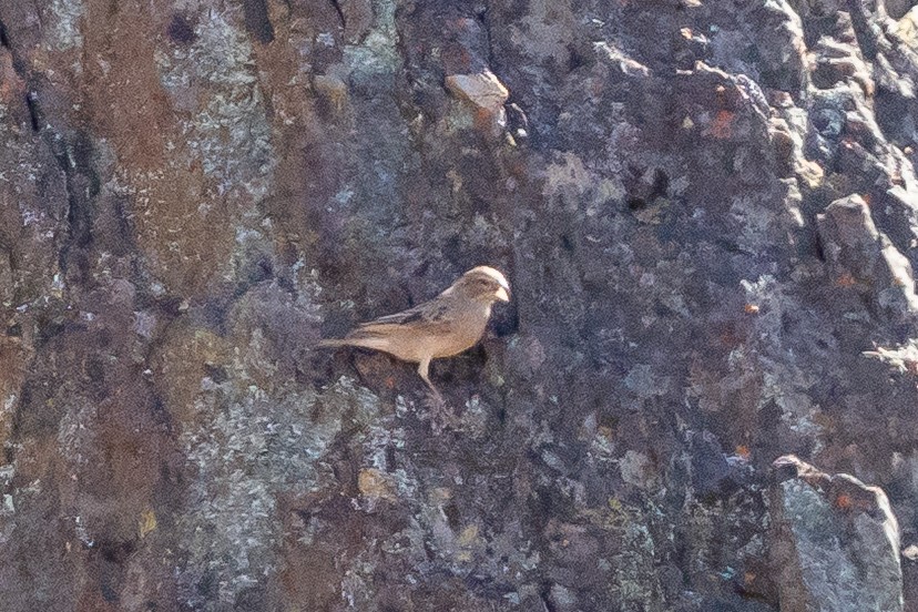 Lark-like Bunting - ML639624137