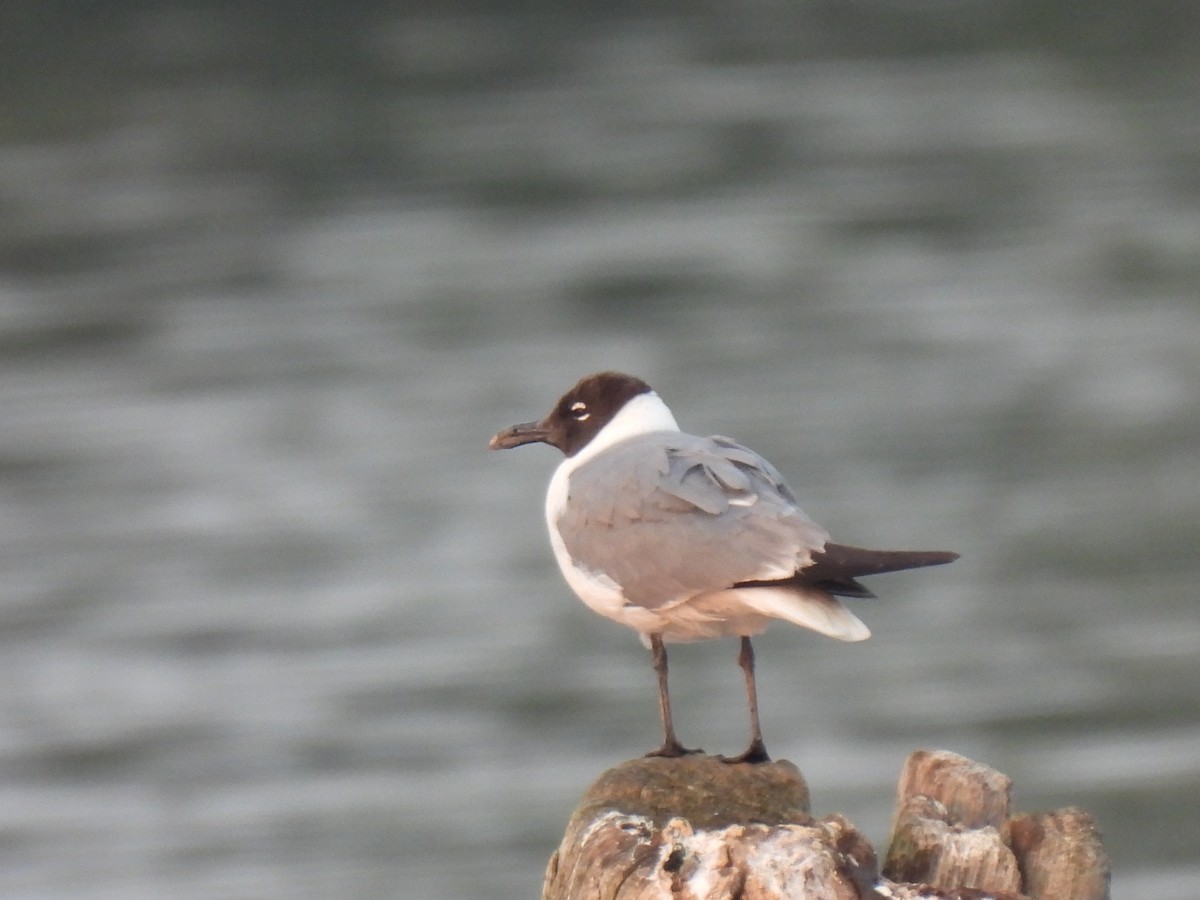 Laughing Gull - ML639624146