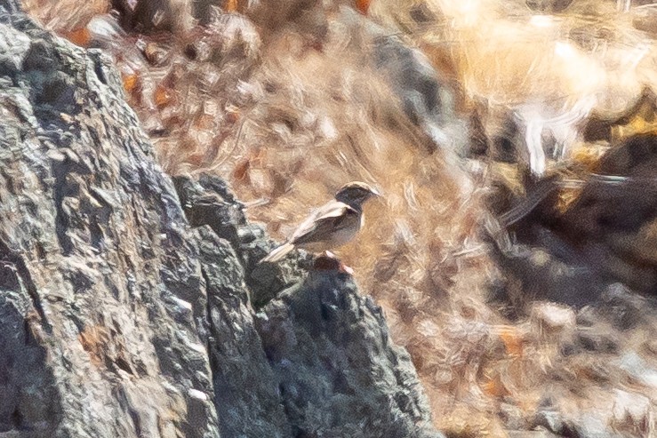 Lark-like Bunting - ML639624147