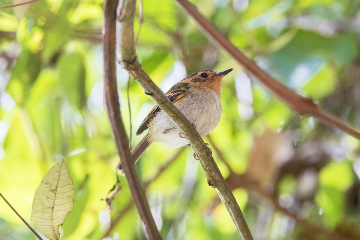 Ochre-faced Tody-Flycatcher - ML639624148