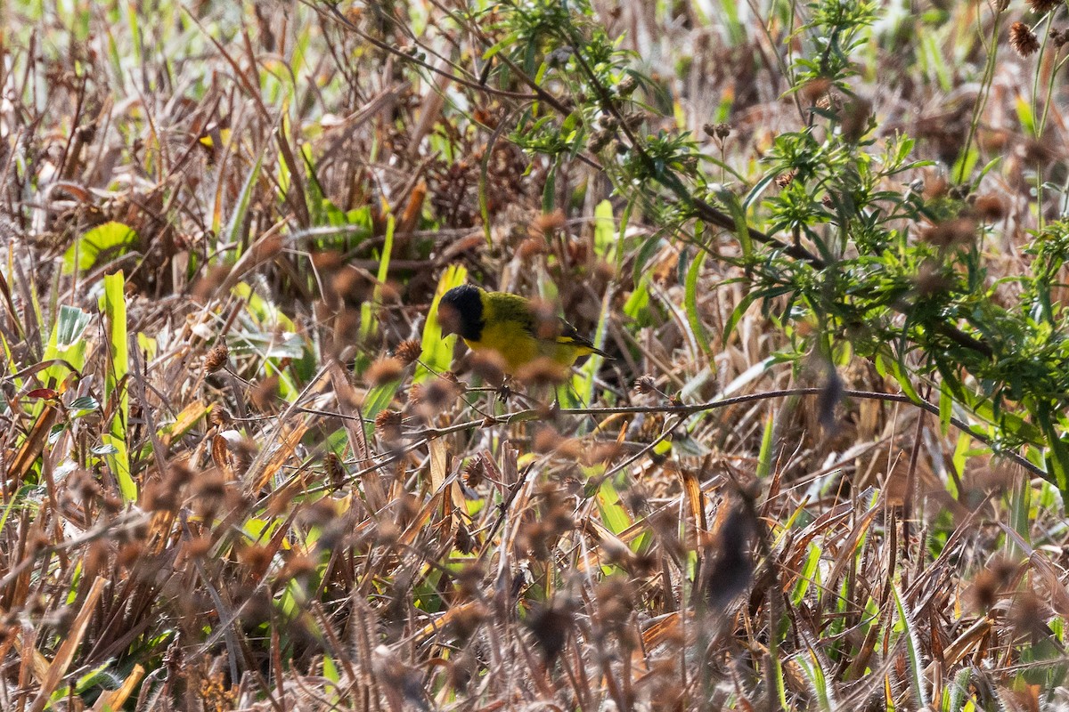 Hooded Siskin - ML639624153
