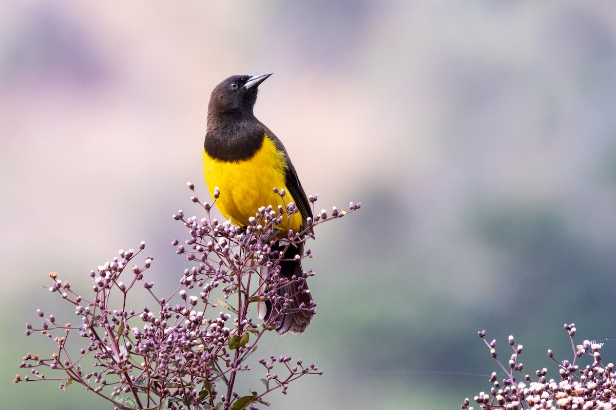 Yellow-rumped Marshbird - ML639624166