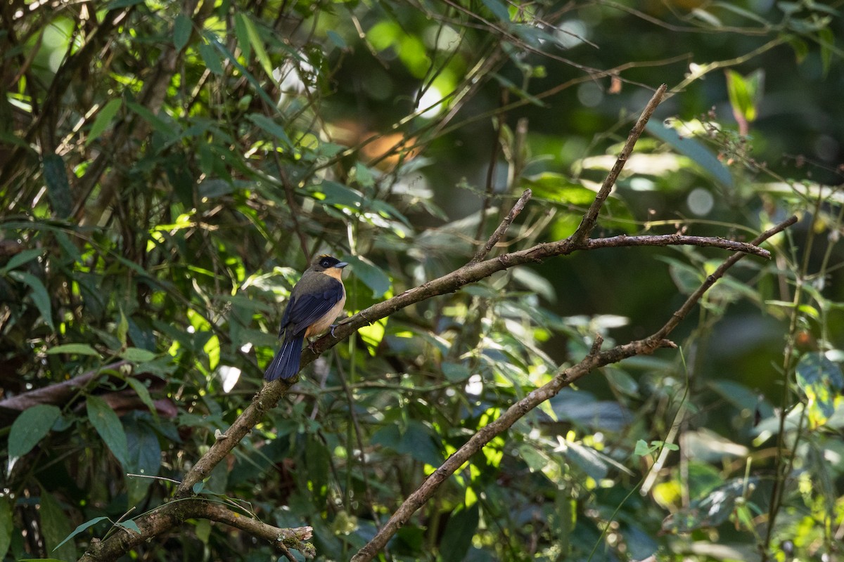 Black-goggled Tanager - ML639624169