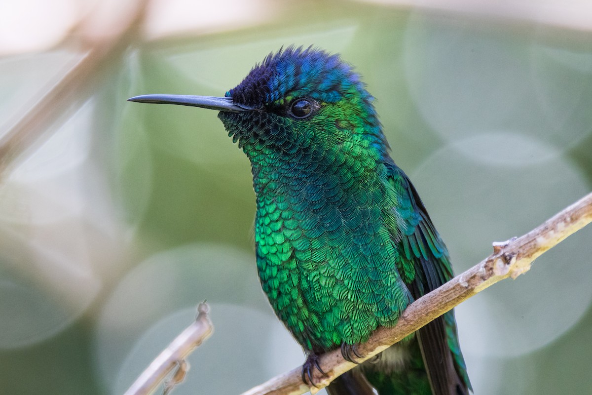 Violet-capped Woodnymph - ML639624184