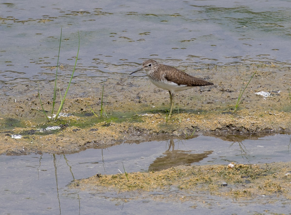 Solitary Sandpiper - ML639624214