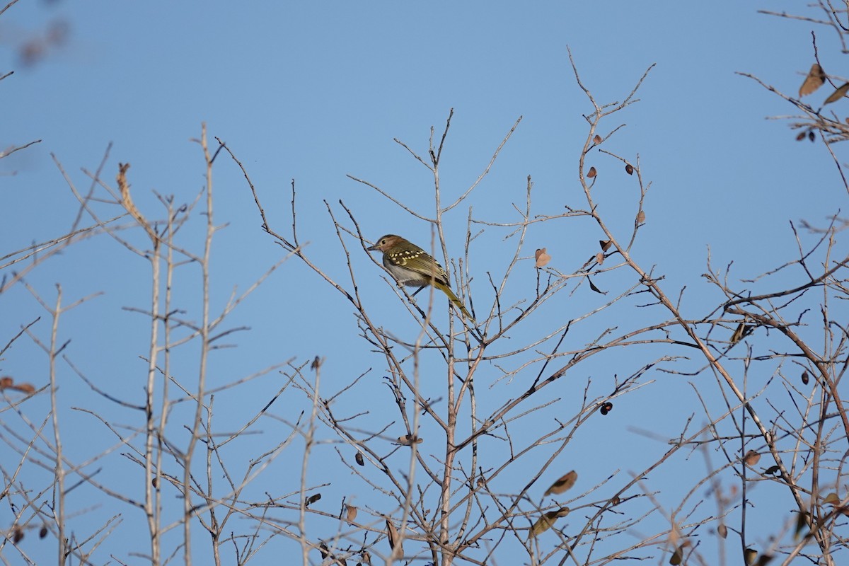 Eastern Nicator - ML639624257