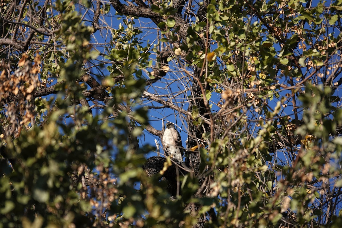 African Goshawk - ML639624308