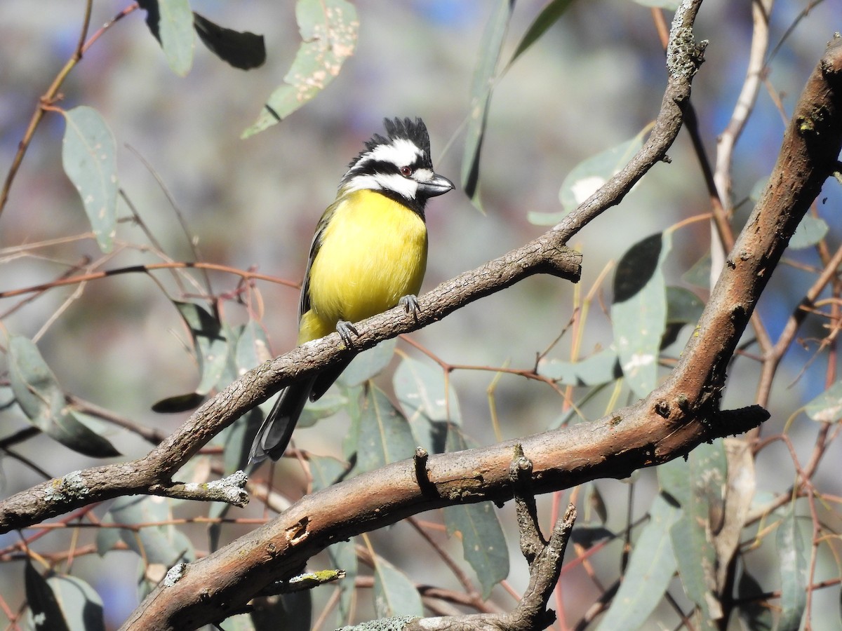 Eastern Shrike-tit - ML639624316