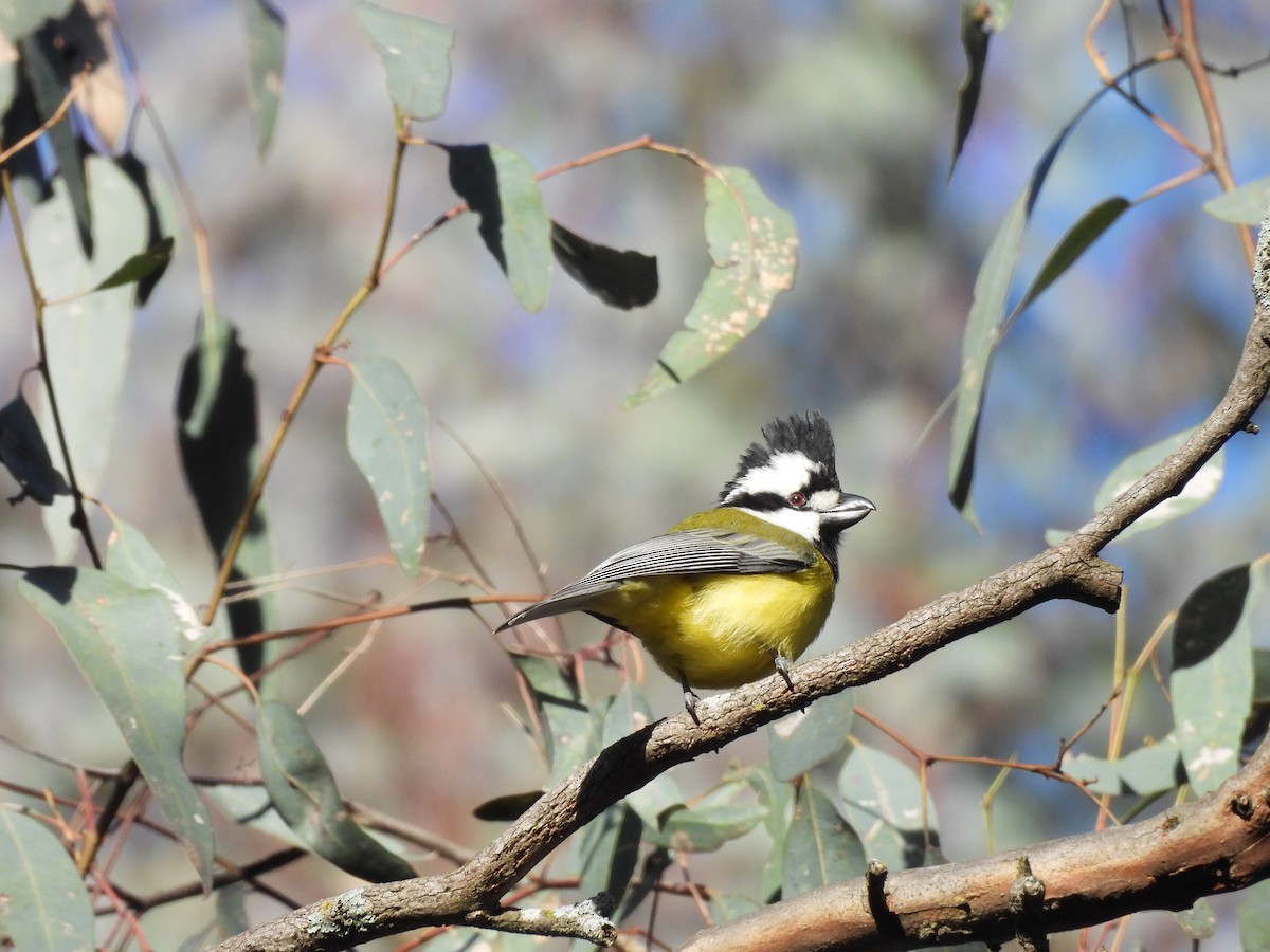 Eastern Shrike-tit - ML639624317