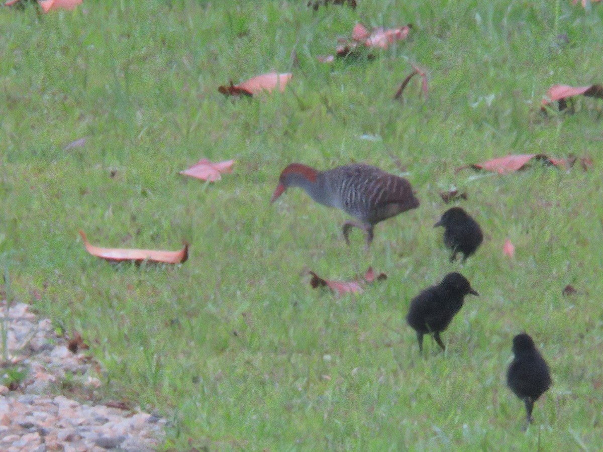 Slaty-breasted Rail - ML639624318