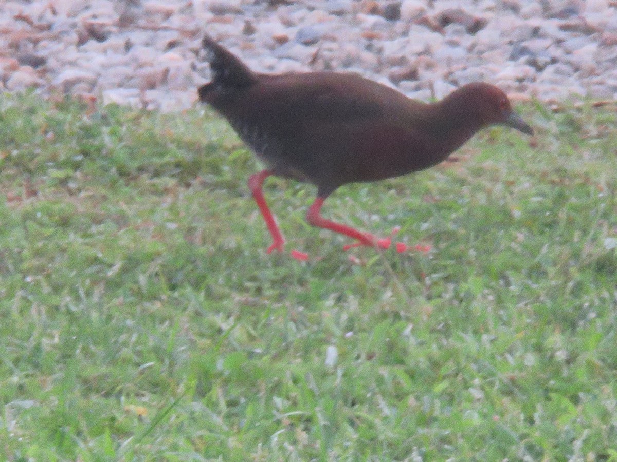 Ruddy-breasted Crake - ML639624319