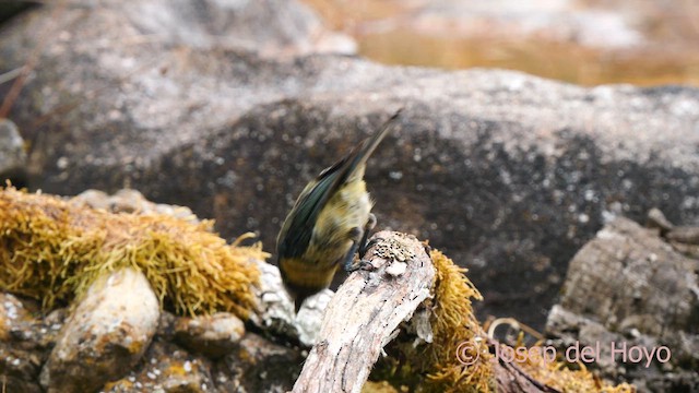 Cinciarella - ML639624428