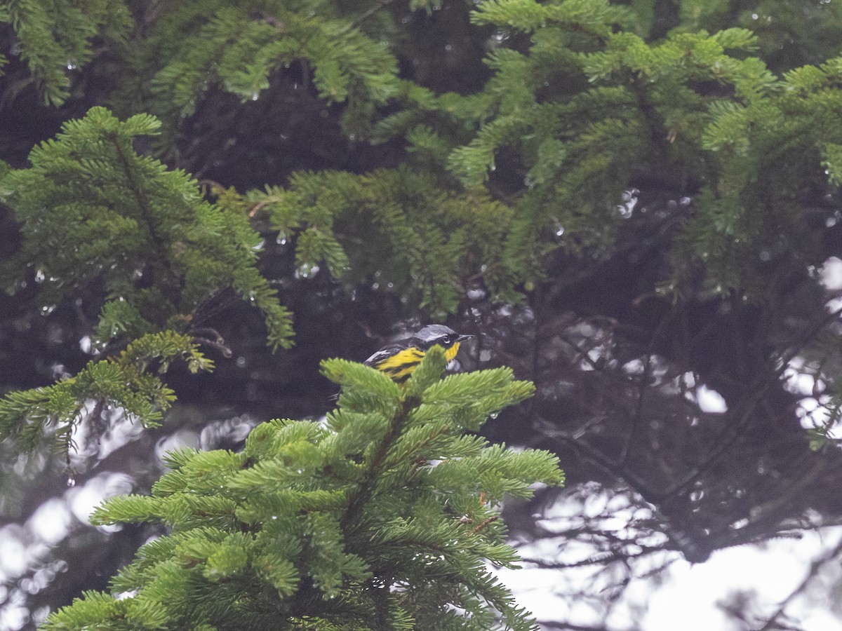 Magnolia Warbler - ML639624504