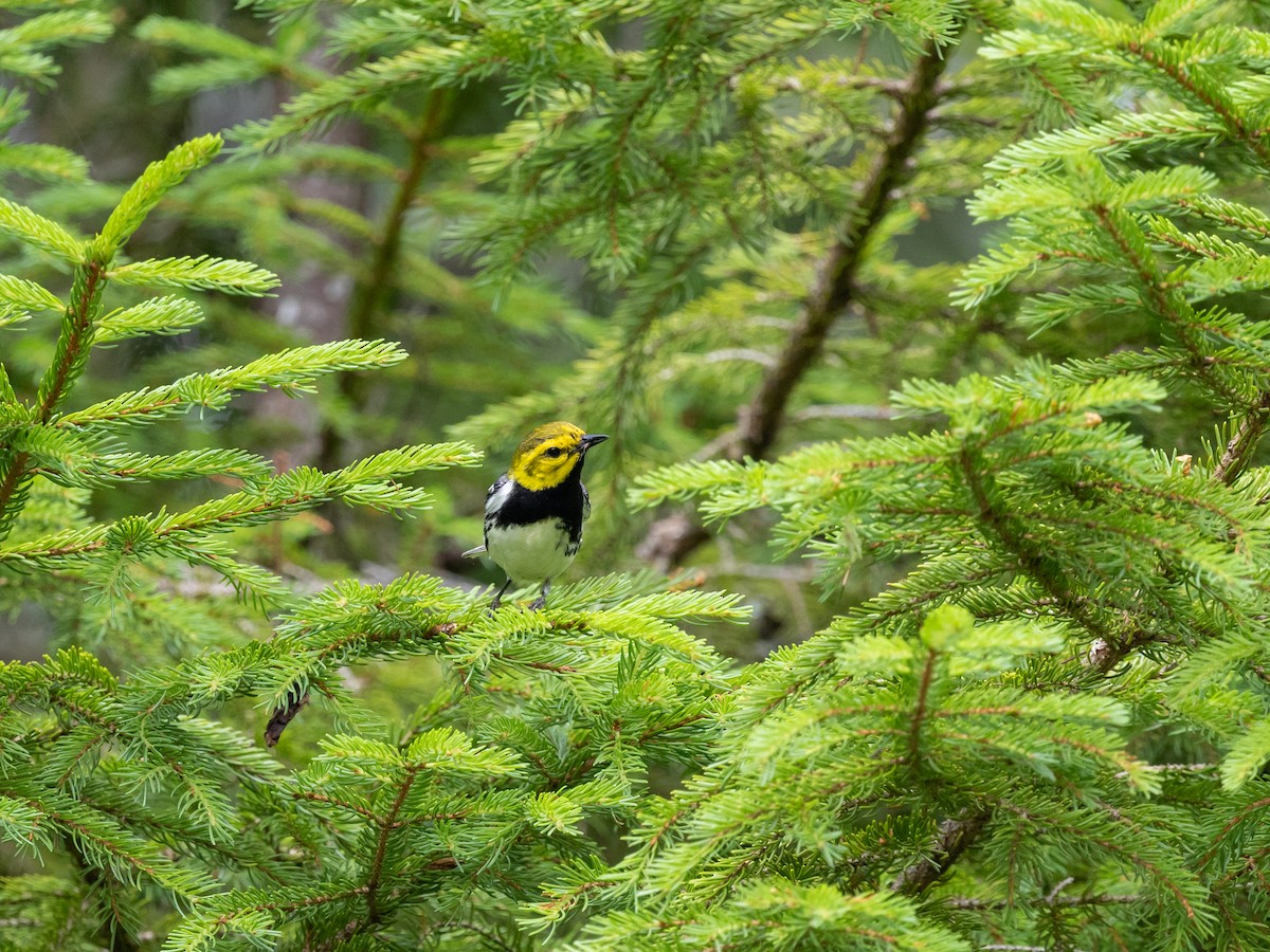 Black-throated Green Warbler - ML639624505