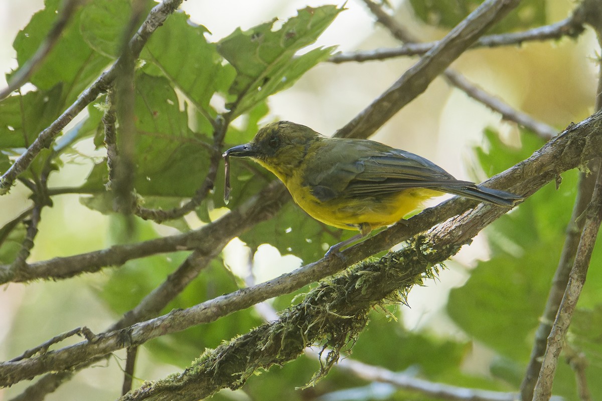Bornean Whistler - ML639624733