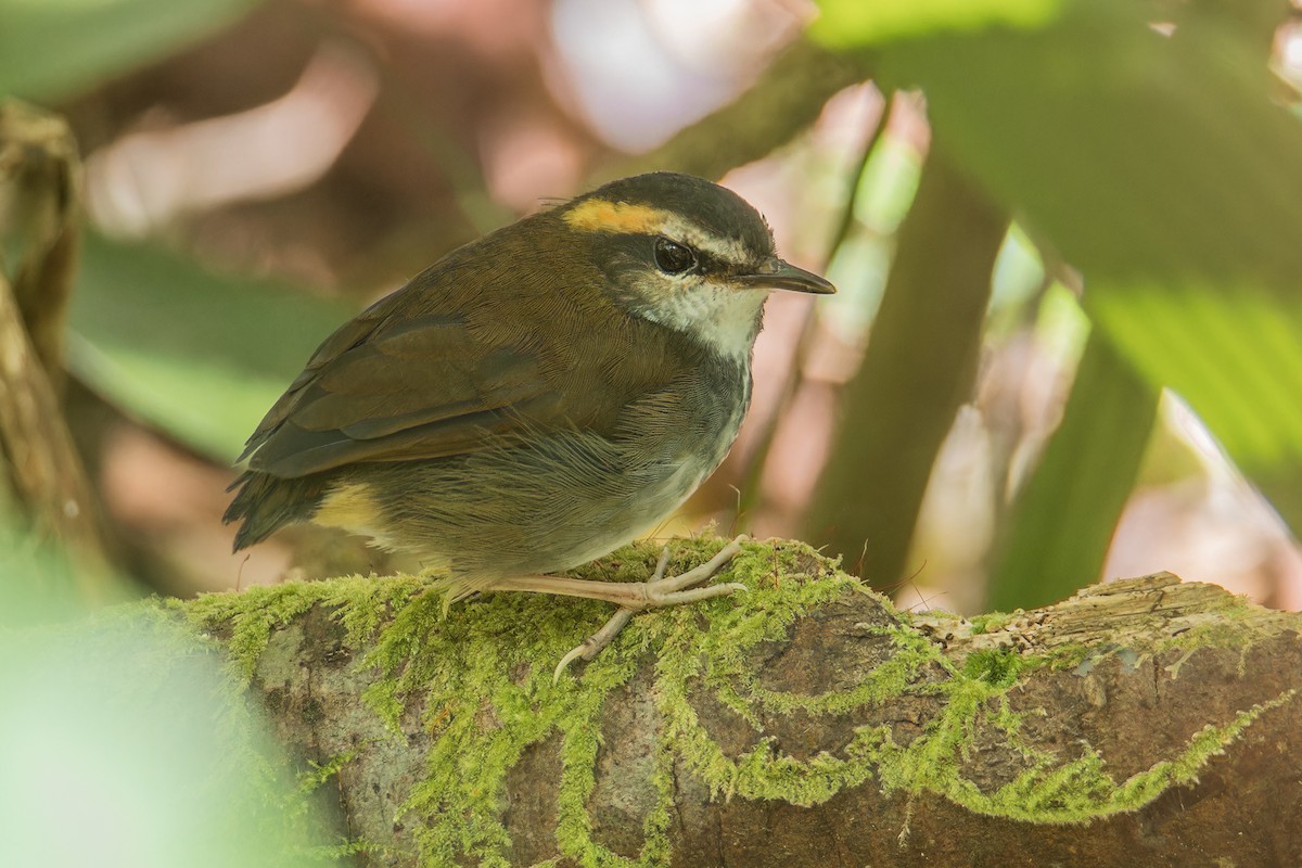 Bornean Stubtail - ML639624782