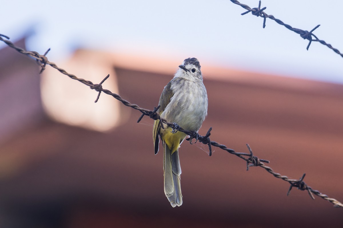 Bulbul à face pâle - ML639624795
