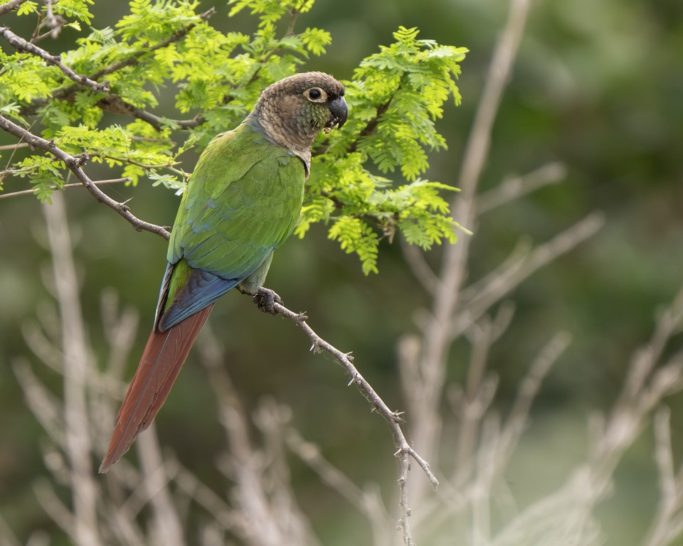 pyrura zelenolící - ML639624806