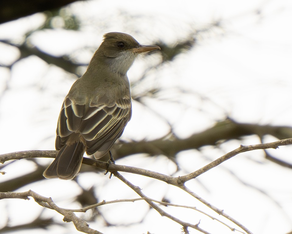 Swainson's Flycatcher - ML639624812