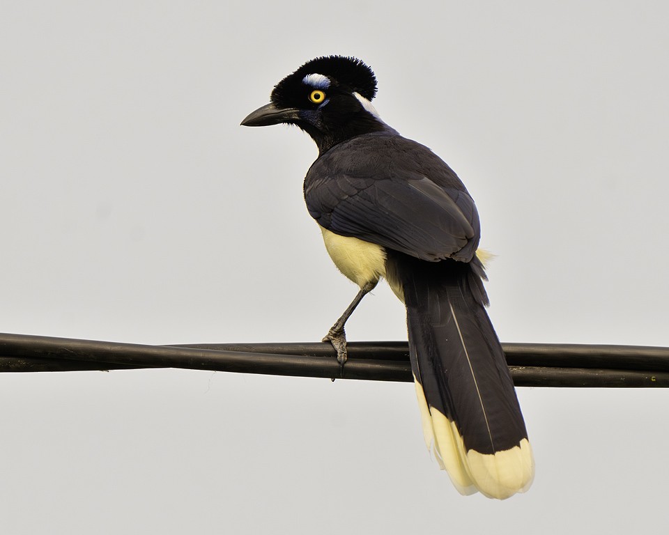 sojka chocholkatá - ML639624819