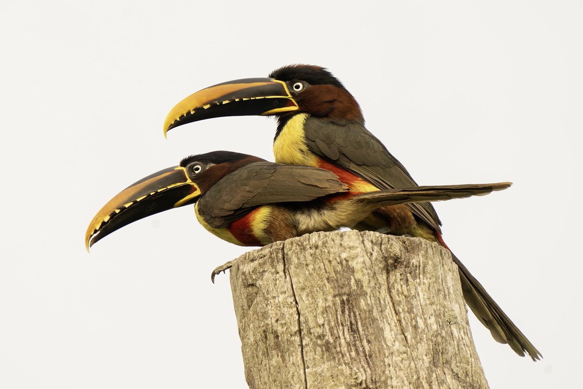 arassari hnědouchý - ML639624821