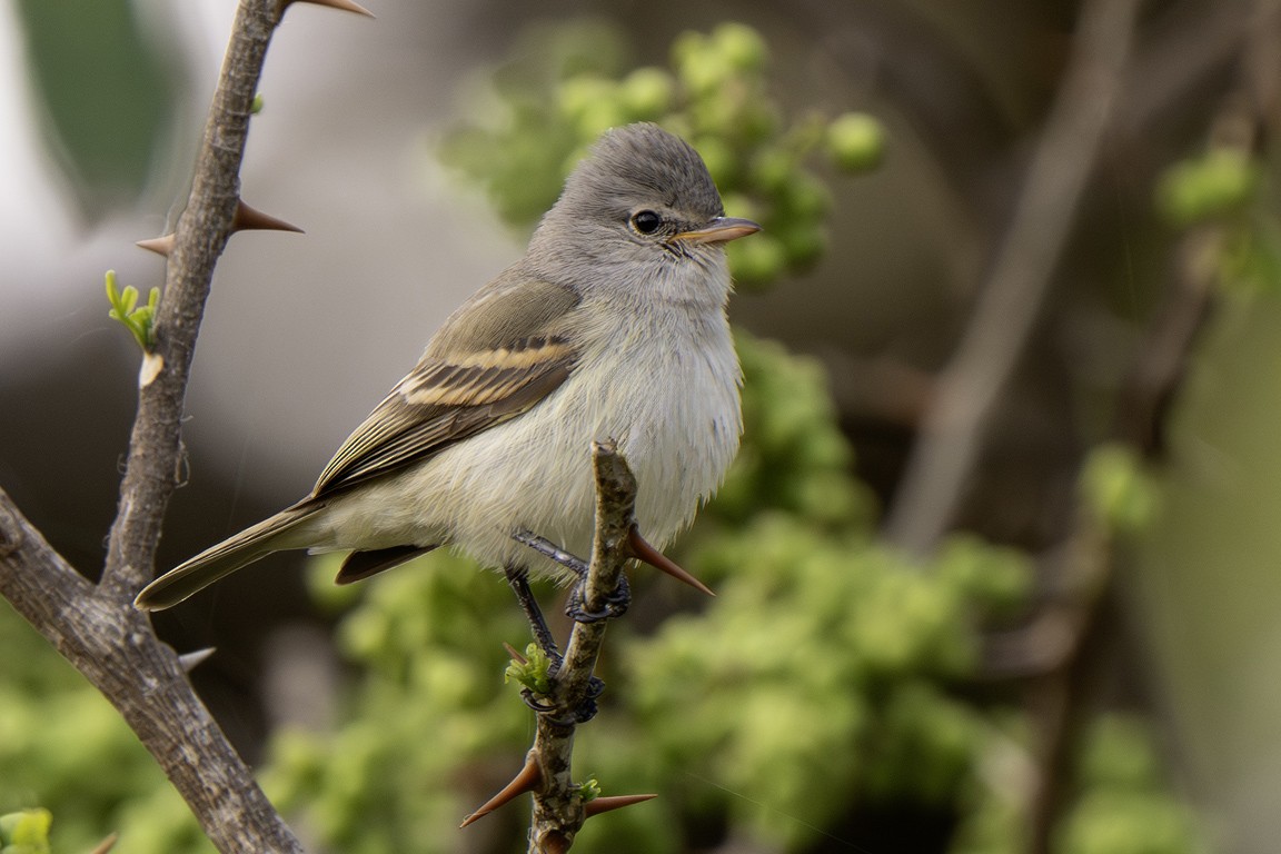 Southern Beardless-Tyrannulet - ML639624838