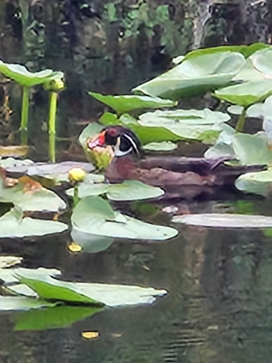 美洲鴛鴦 - ML639624852