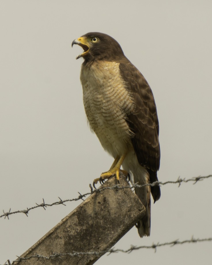 káně krahujová - ML639624853