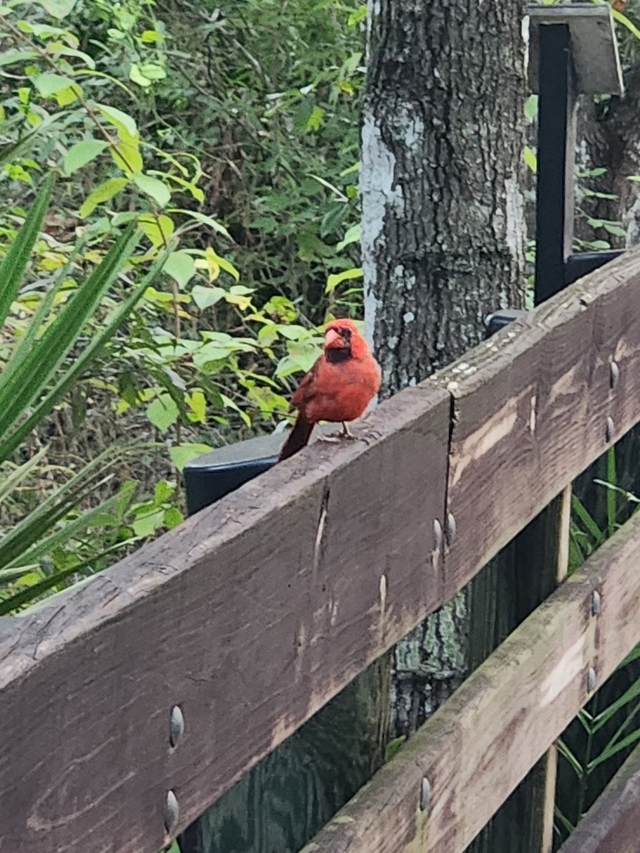 Northern Cardinal - ML639624854