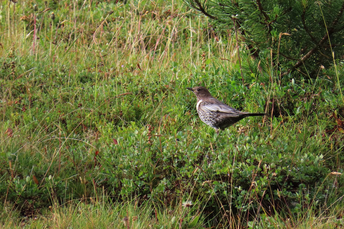 Ring Ouzel - ML639624855