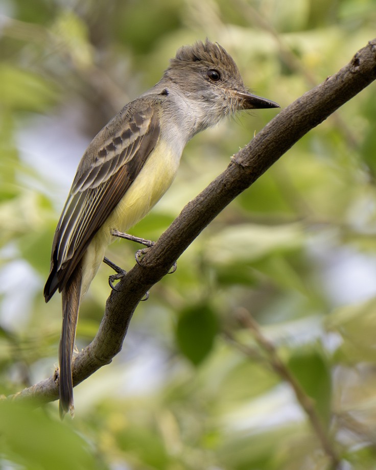 Brown-crested Flycatcher - ML639624862