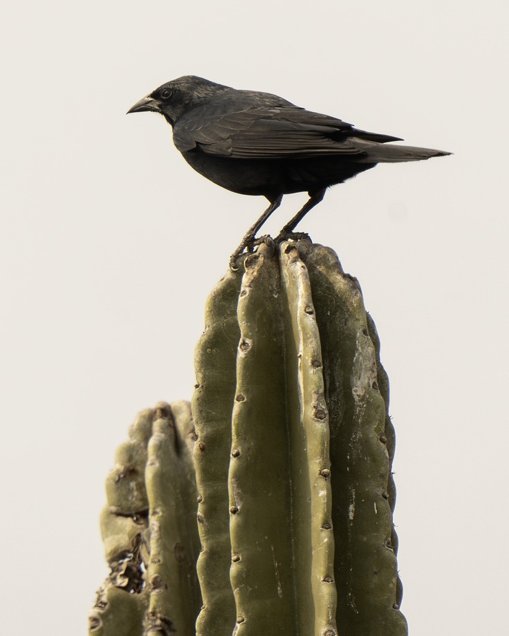 Chopi Blackbird - ML639624866