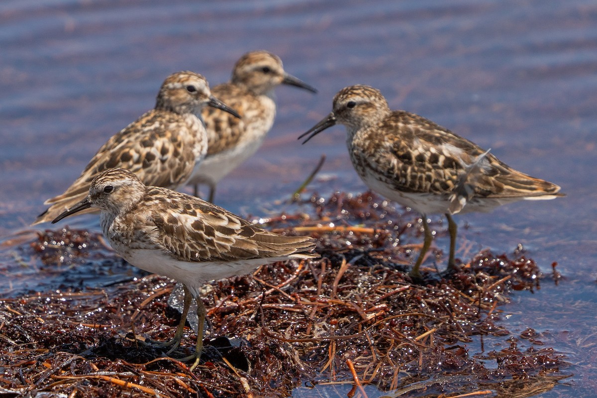 Least Sandpiper - ML639624884