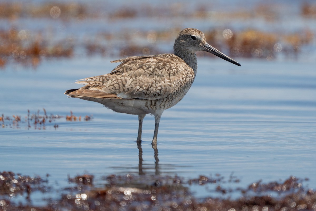 Willet - ML639624892
