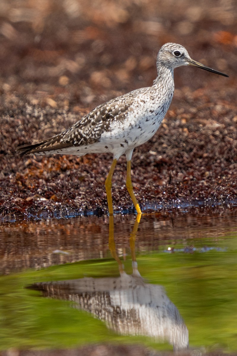 Greater Yellowlegs - ML639624908