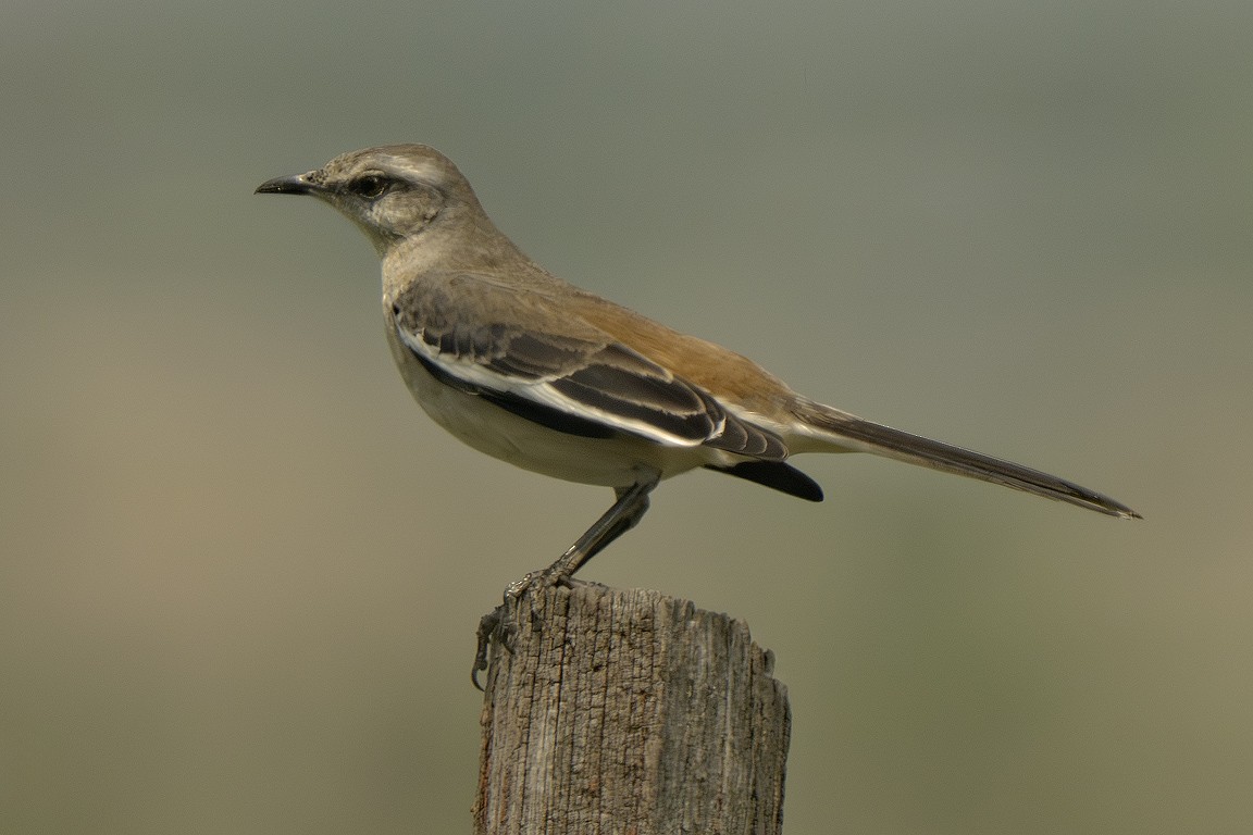 drozdec bělopásý - ML639624910