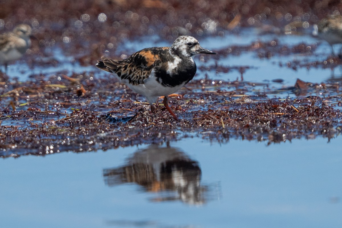 Ruddy Turnstone - ML639624913