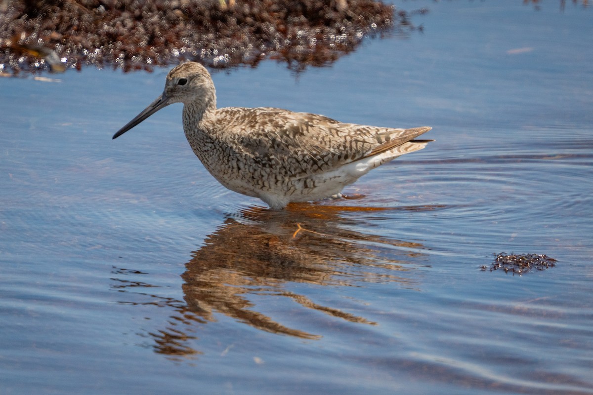 Willet - ML639624926